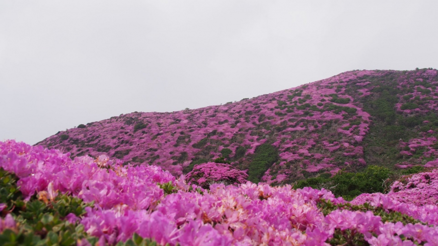 満開も早かったが梅雨入りも早かったくじゅう平治岳のミヤマキリシマ