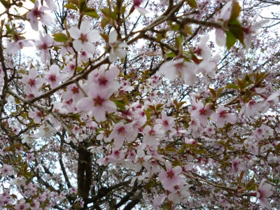 まだ桜の残る丹沢 表尾根縦走